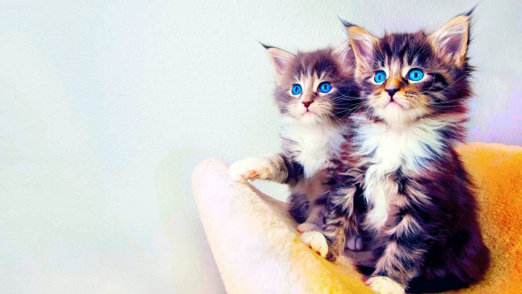 Котята на рабочий стол на весь экран