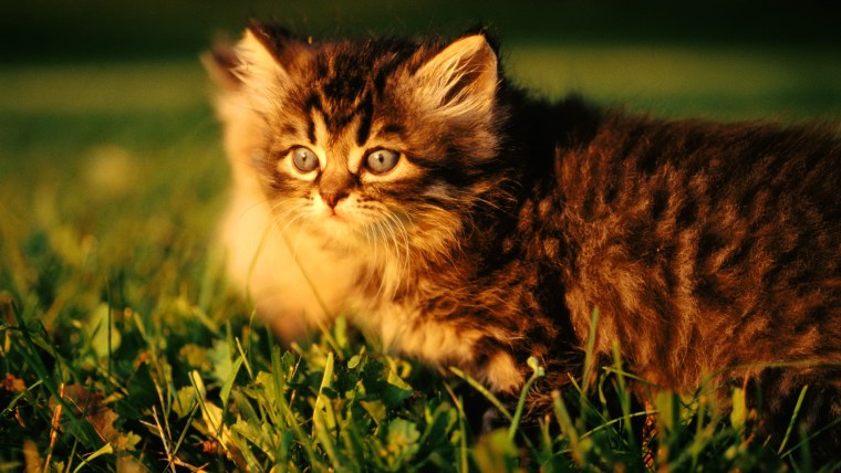 Милые кошечки