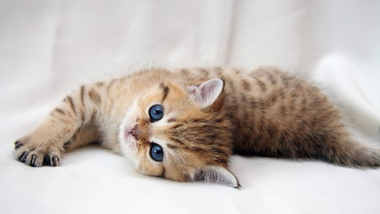 Милые кошечки