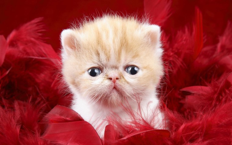 Милые кошечки