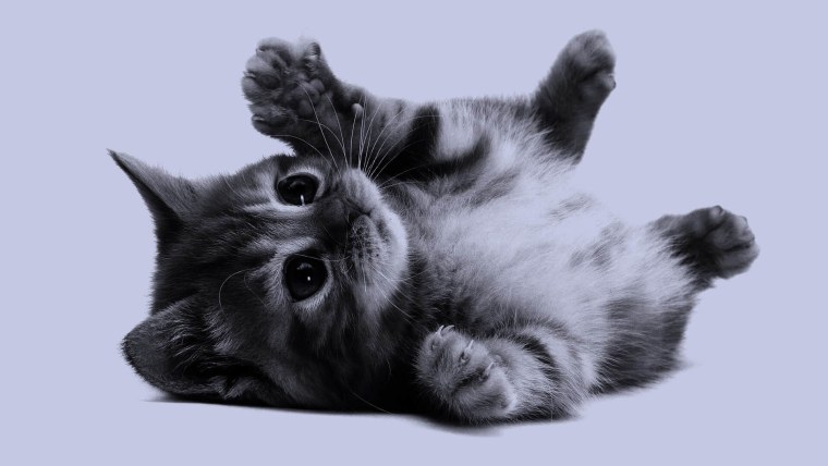 Сиамская вислоухая кошка