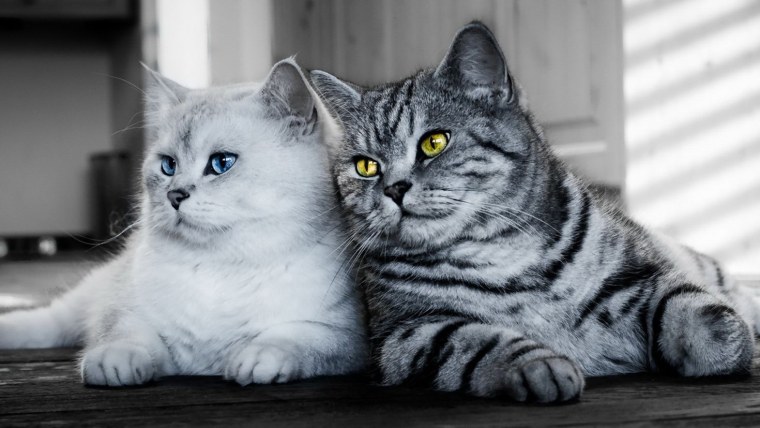 Милые котики