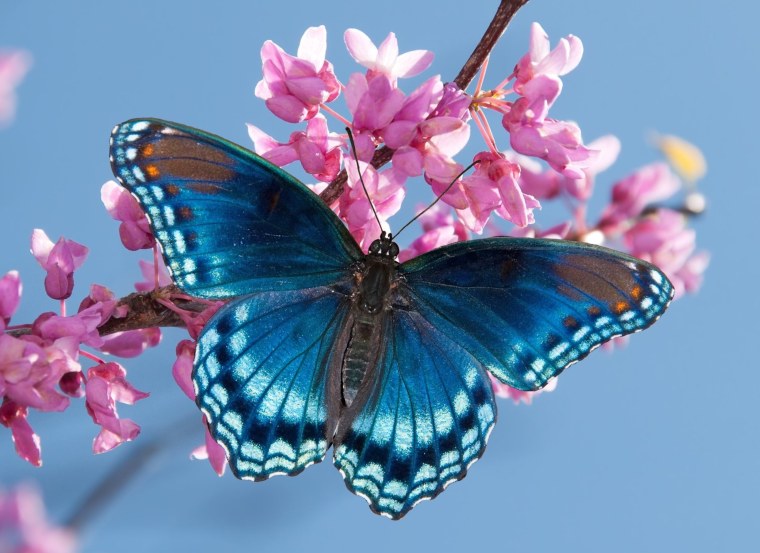 Эдуард Асадов доброта