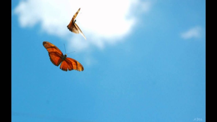 Бабочка над водой