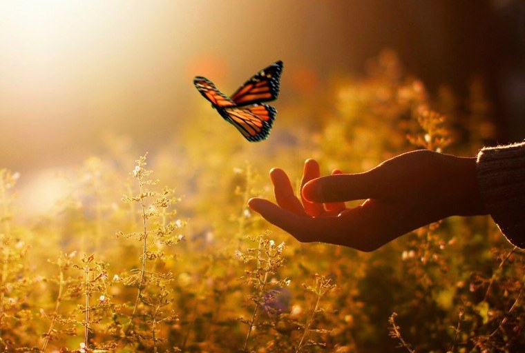 Бабочка улетает