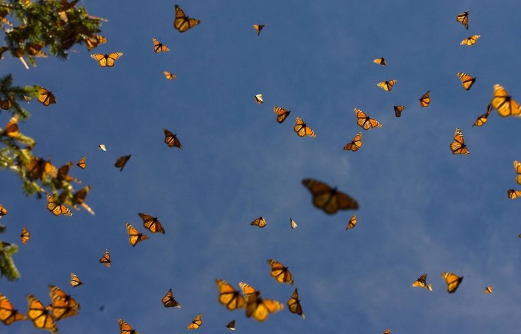 Бабочки в небе