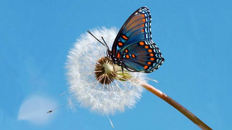 Заставка на рабочий стол бабочки
