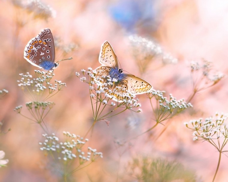 Бабочки на голубом фоне