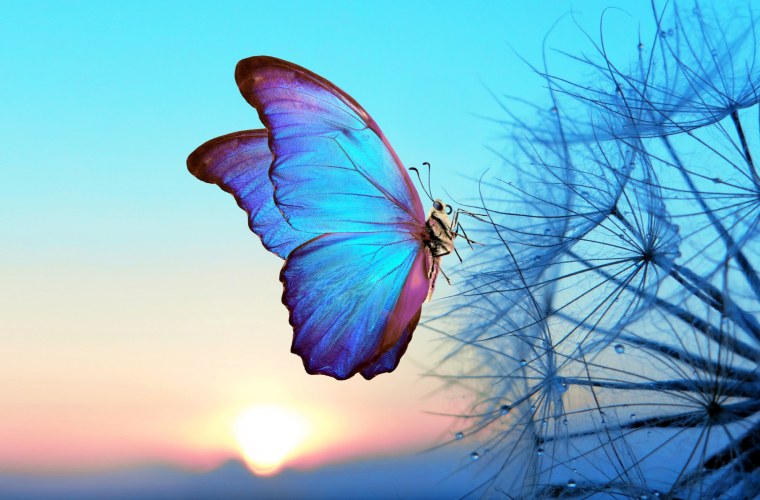 Бабочка улетает