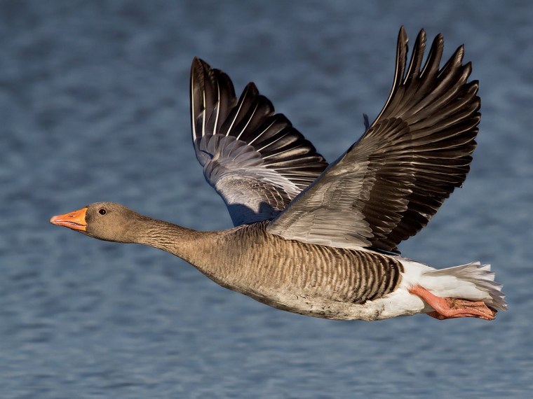 Серый Гусь Anser Anser