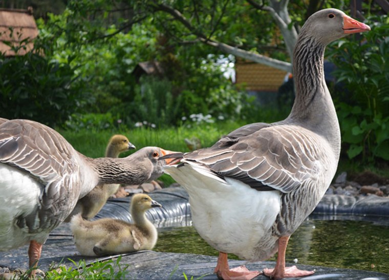 Крупный серый Гусь