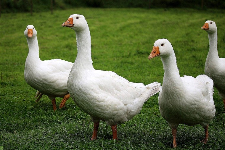 Гуси домашние