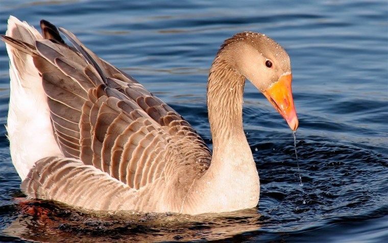 Гусь плавает