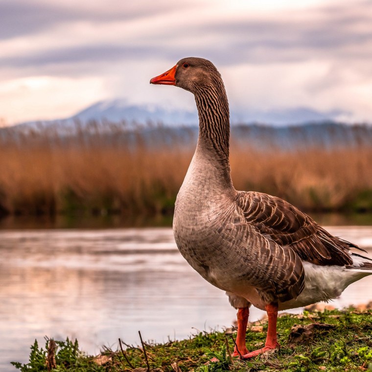 Гусь Маккензи
