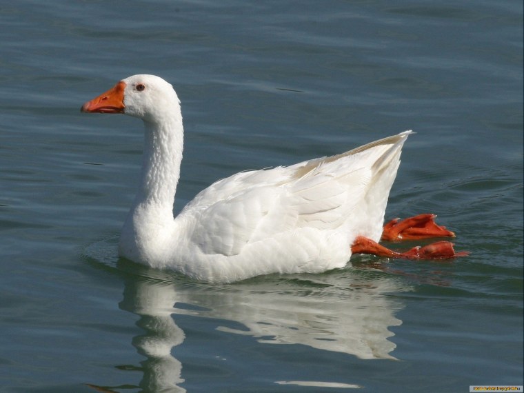 Белый Гусь