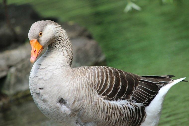 Шадринская порода гусей