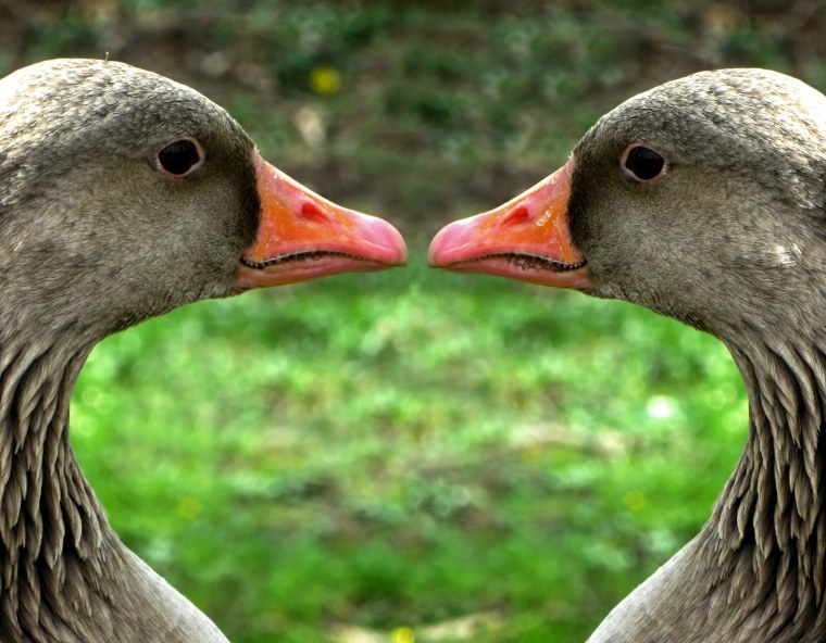 Красивый Гусь