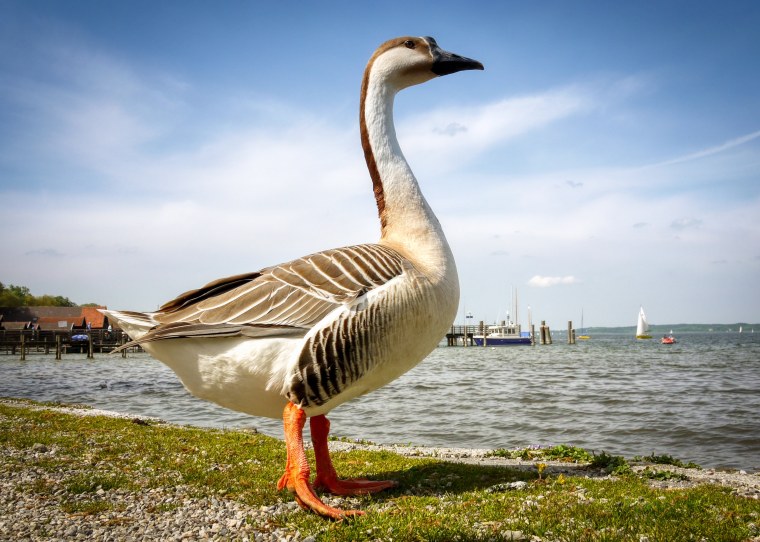 Птички гуси