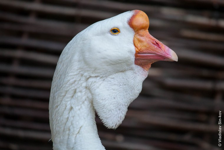 Смешной Гусь