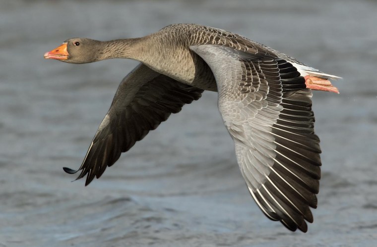 Дикий серый Гусь