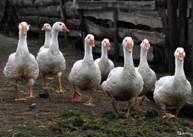 Гуси Джавахетской породы