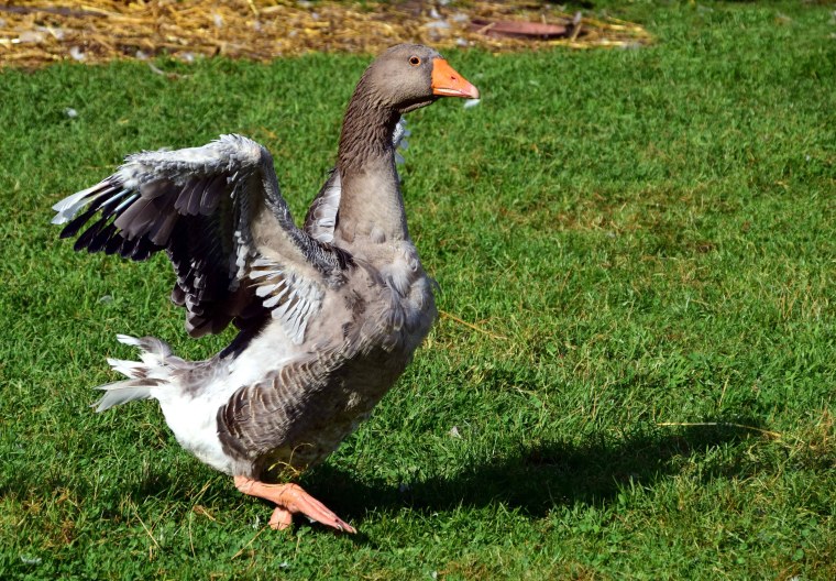 Домашний Гусь