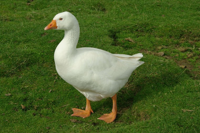 Гусь лежит