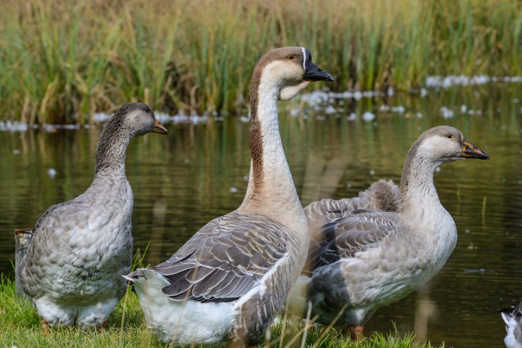 Горьковские гуси