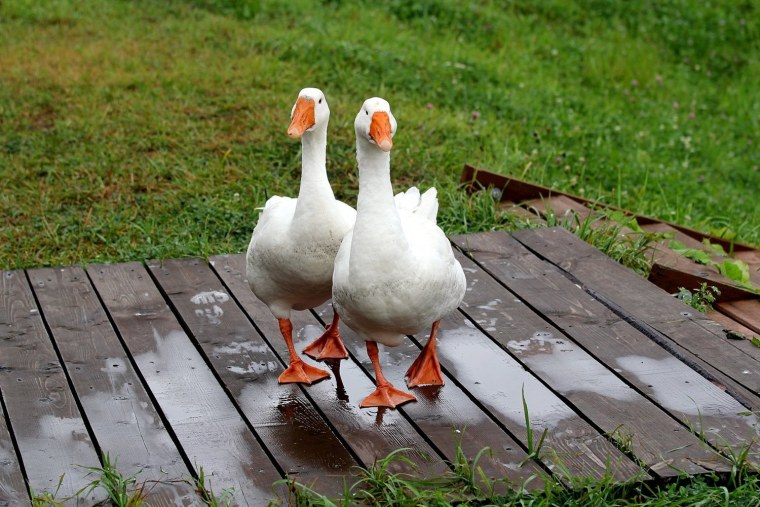 Лапки гуся