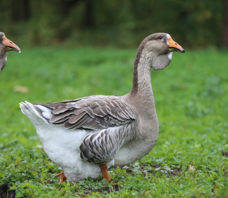 Гуси Холмогоры