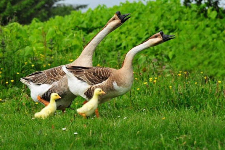 Гусь гусыня и гусята