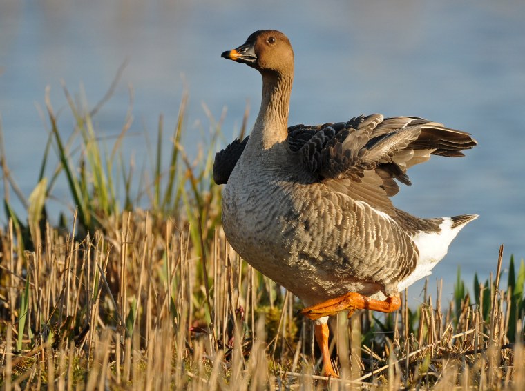 Серый Гусь гуменник