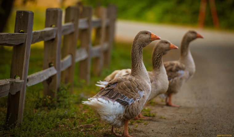 Гуси пасутся