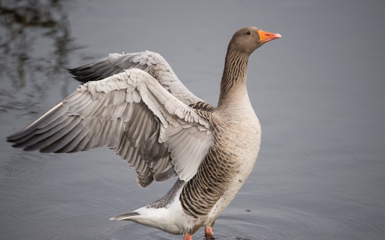 Большой серый Гусь