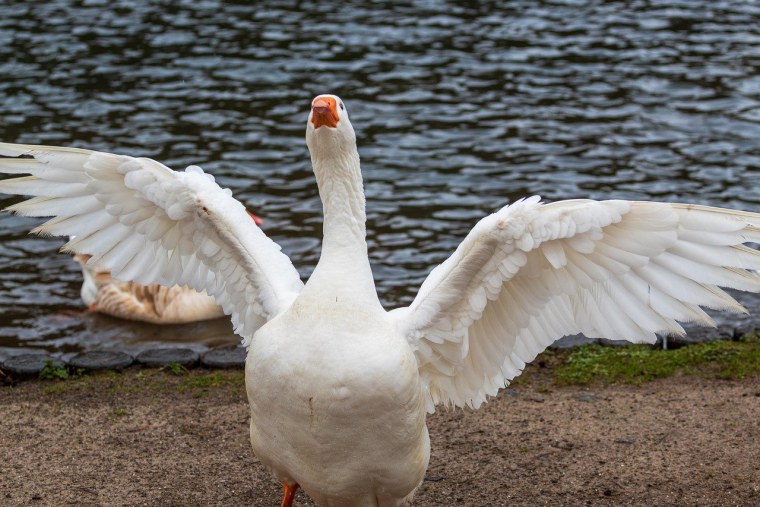 Гусь расправил Крылья