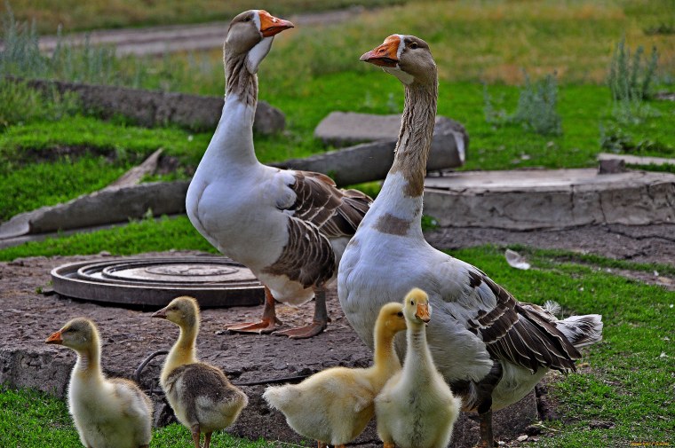 Гуси ландские хохлатые