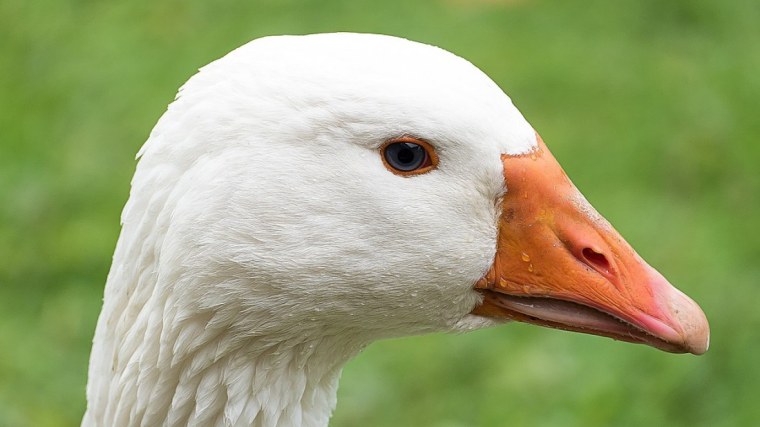 Голова гуся