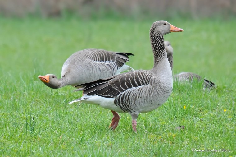 Линдовские гуси