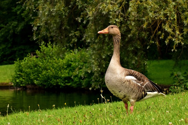 Белобородый дикий Гусь