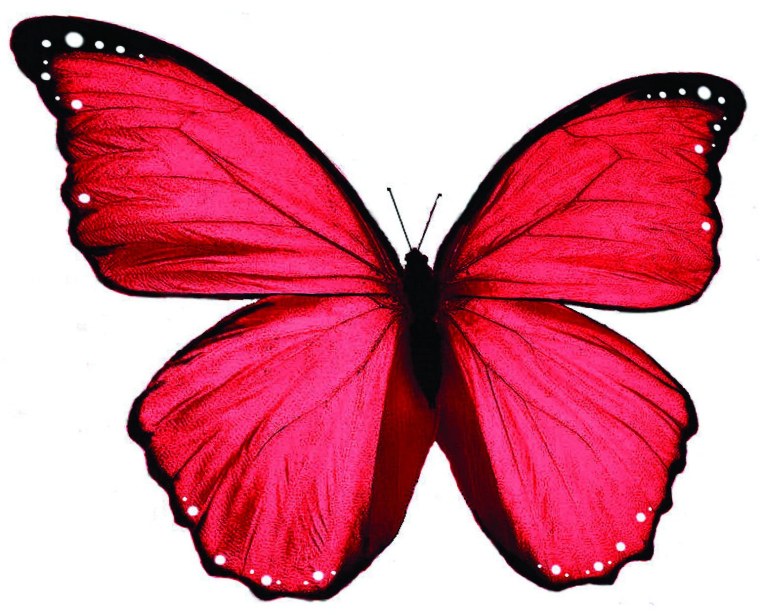 Ярко розовая бабочка