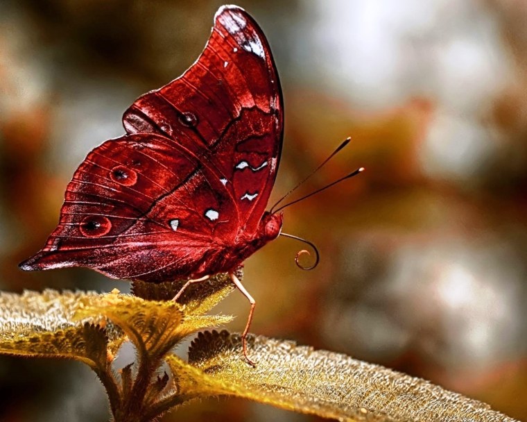Бабочка красного цвета