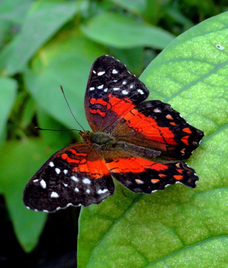 Красная бабочка