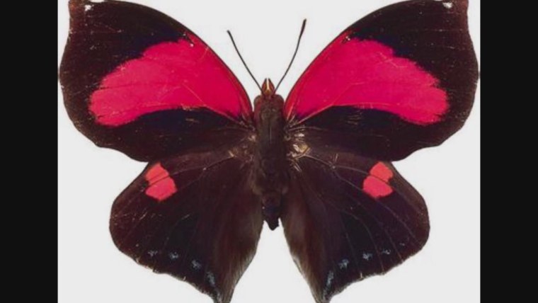 Бордовая бабочка