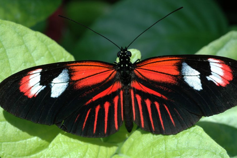 Heliconius Melpomene бабочка
