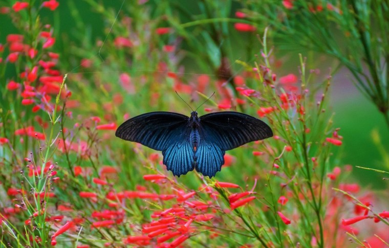 Бабочка синяя с красным