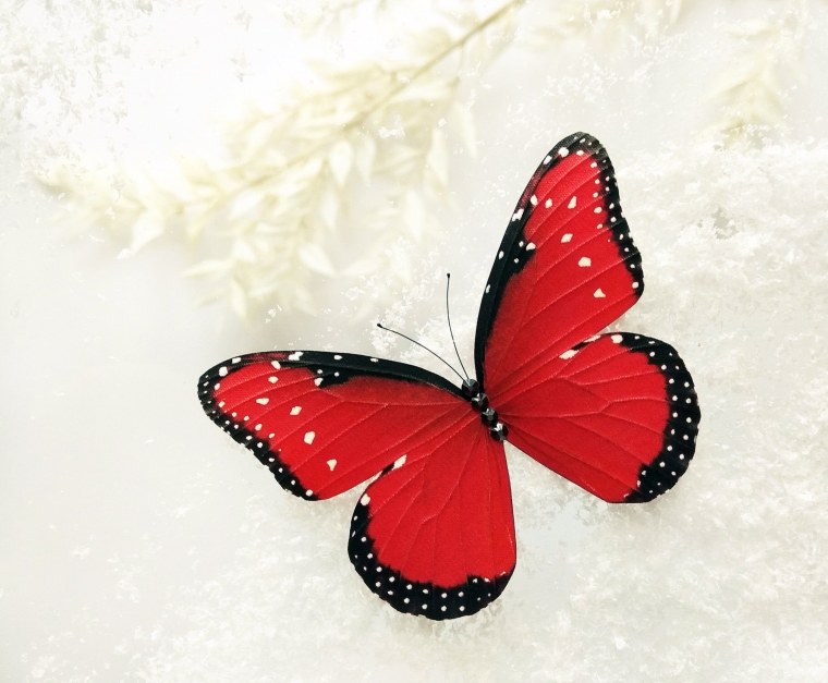 Красная бабочка