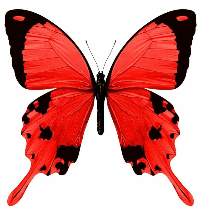 Бабочка рисунок для детей