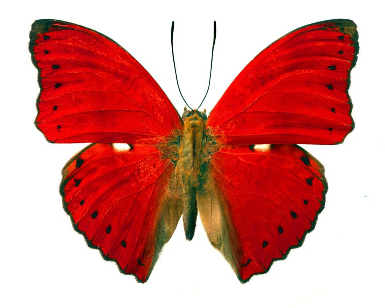 Красная бабочка