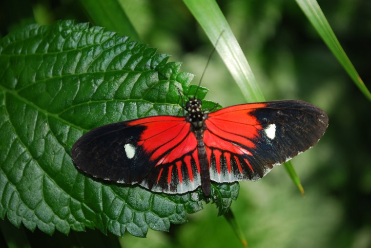 Бабочка красный Адмирал