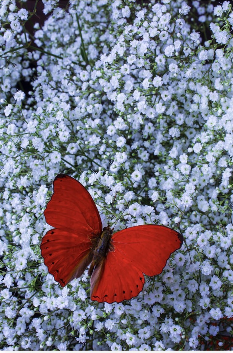 Бордовая бабочка